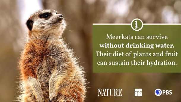 Oh those meerkats! Curious facts about predators