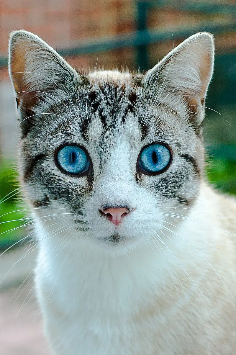 Ojos Azules