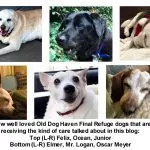 Old dog: changes in the body