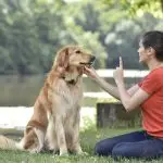 Old dog training