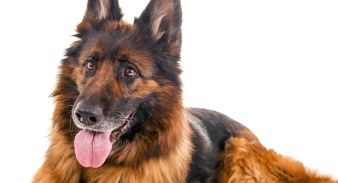 Old German Shepherd Dog