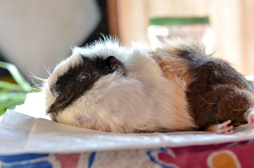 old guinea pig