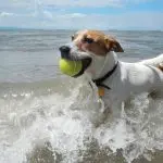 On the beach with a dog