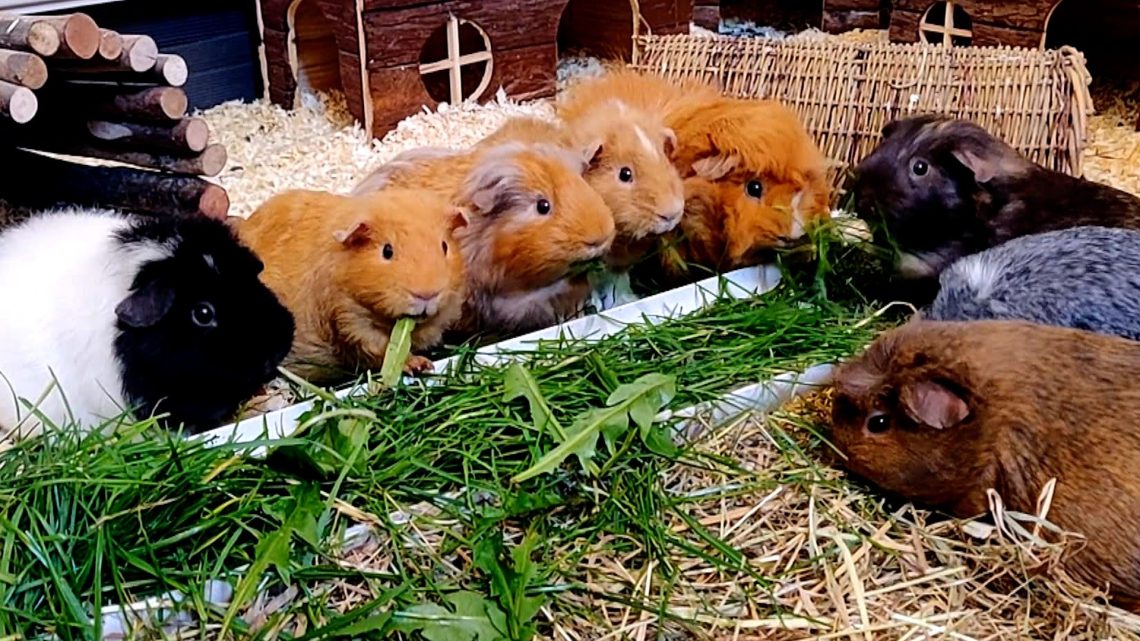 One of two guinea pigs dies