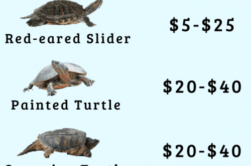 One turtle or several? How many turtles to buy?