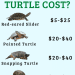 Which turtle to choose for home keeping?