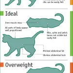 Optimal cat weight