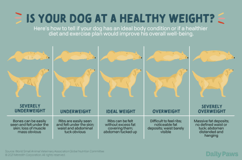Optimal dog weight