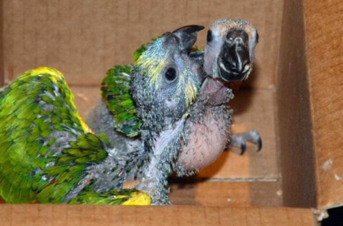 Ornithosis in parrots
