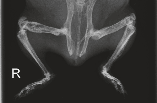 Osteodystrophy in satin gilts