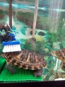 Other Turtle Aquarium Equipment