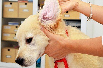 Otitis in dogs - causes, symptoms, types, treatment