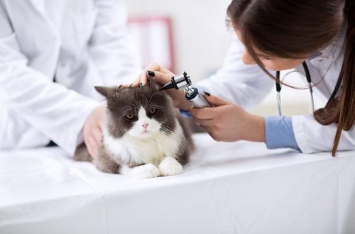 Otitis in dogs and cats