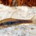 Long-whiskered catfish