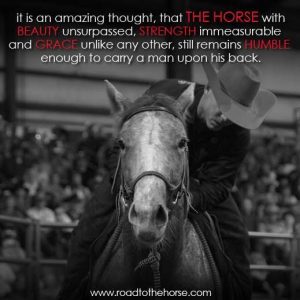 “Our horses don’t know what a man on his back is”