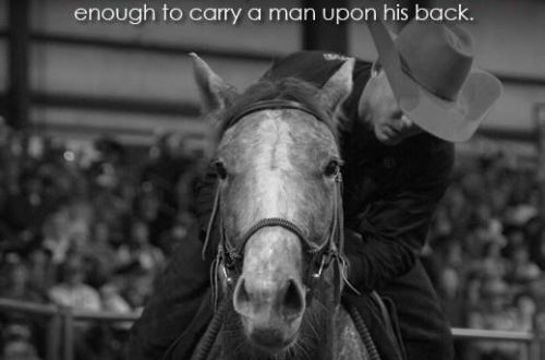 &#8220;Our horses don&#8217;t know what a man on his back is&#8221;