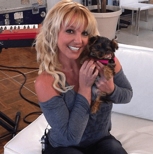 Own mansion and private jet: 7 most spoiled celebrity pets