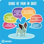 Pain in dogs
