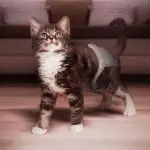 Pampers for cats