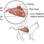 pancreatitis in cats