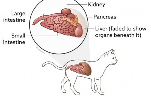 pancreatitis in cats