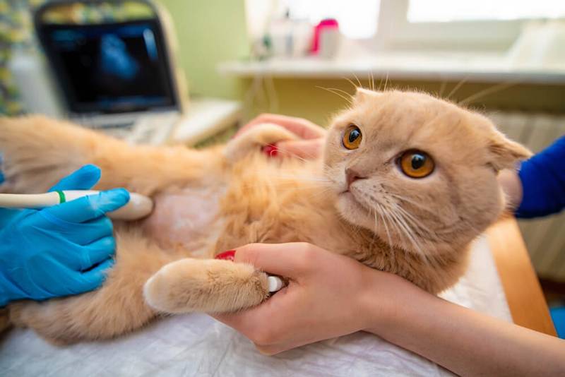 pancreatitis in cats