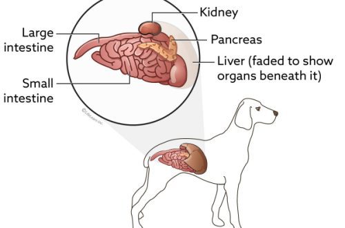 Pancreatitis in dogs