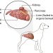 cystitis in dogs