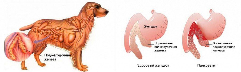Pancreatitis in dogs: symptoms, why it develops and how to treat