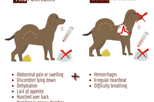 Pankreatiit koertel: sümptomid, miks see areneb ja kuidas ravida