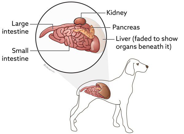 Pancreatitis in dogs