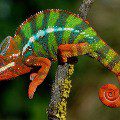 Panther chameleon