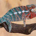 Panther chameleon