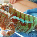 Panther chameleon