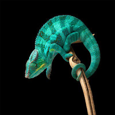 Panther chameleon: maintenance and care at home