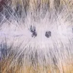Papillomas in cats