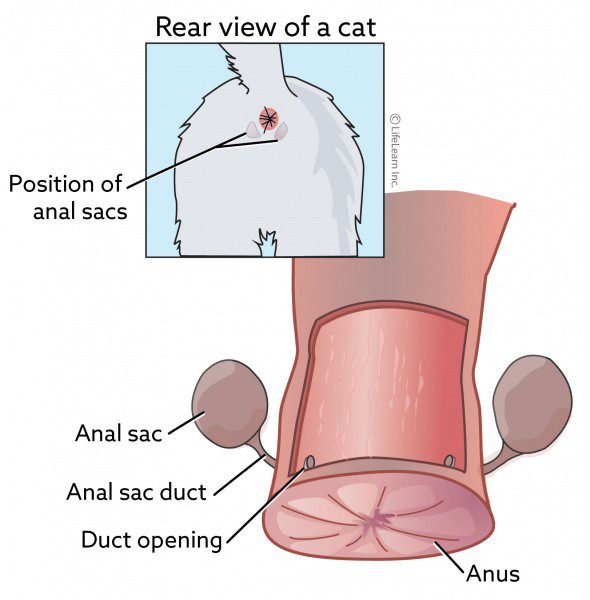 Paraanal glands in a cat: inflammation and treatment