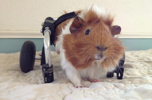 Paralysis in guinea pigs