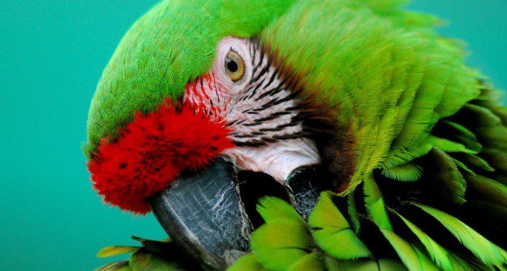 Parasites in parrots