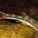 Otocinclus mottled