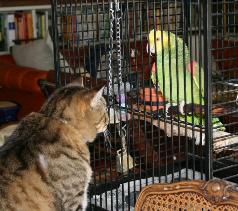 Parrot and cat in the same apartment