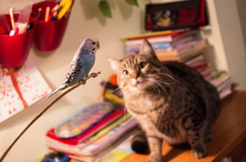 Parrot and cat in the same apartment