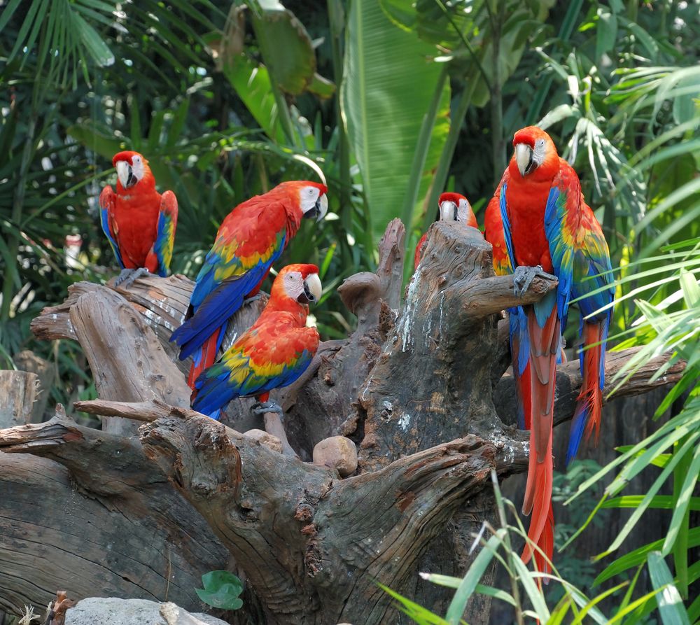 Parrot and other inhabitants of the house