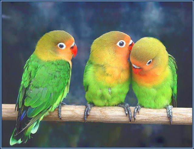 Parrot diseases: symptoms and treatment