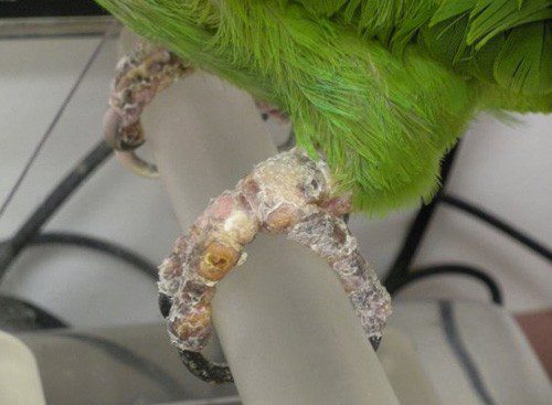 Parrot diseases: symptoms and treatment