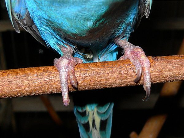 Parrot diseases: symptoms and treatment