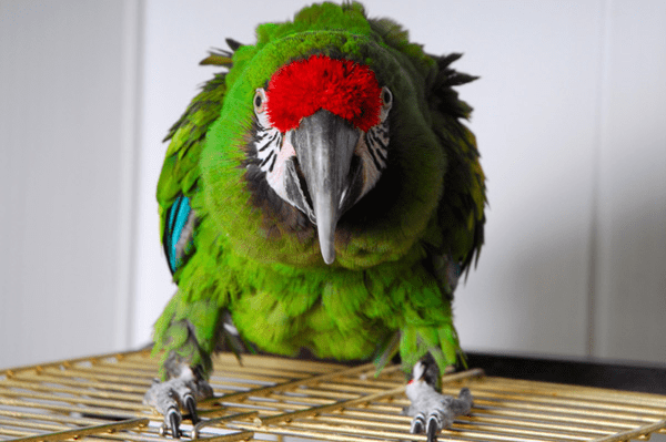 parrot gout