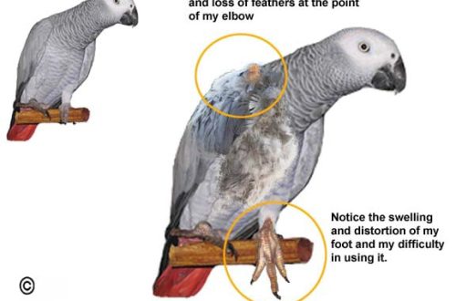 gout di pappagallo
