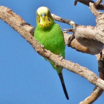 Parrot needs to see a veterinarian: what to do?