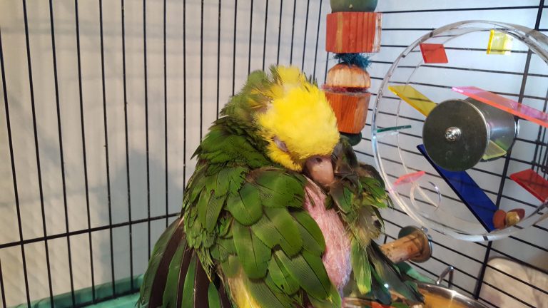 Parrot Pinch Syndrome